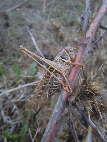 Tettigonidae da Luogosanto (OT)